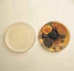 Air Sterilization Staunton